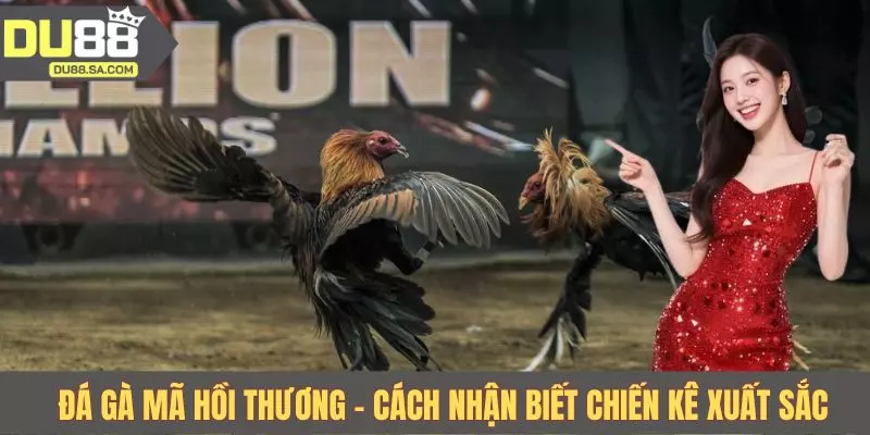 Đá gà mã hồi thương - Cách nhận biết chiến kê xuất sắc Đá gà mã hồi thương - Cách nhận biết chiến kê xuất sắc