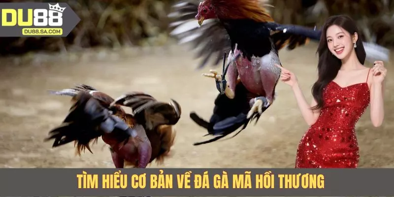 Tìm hiểu cơ bản về đá gà mã hồi thương Tìm hiểu cơ bản về đá gà mã hồi thương